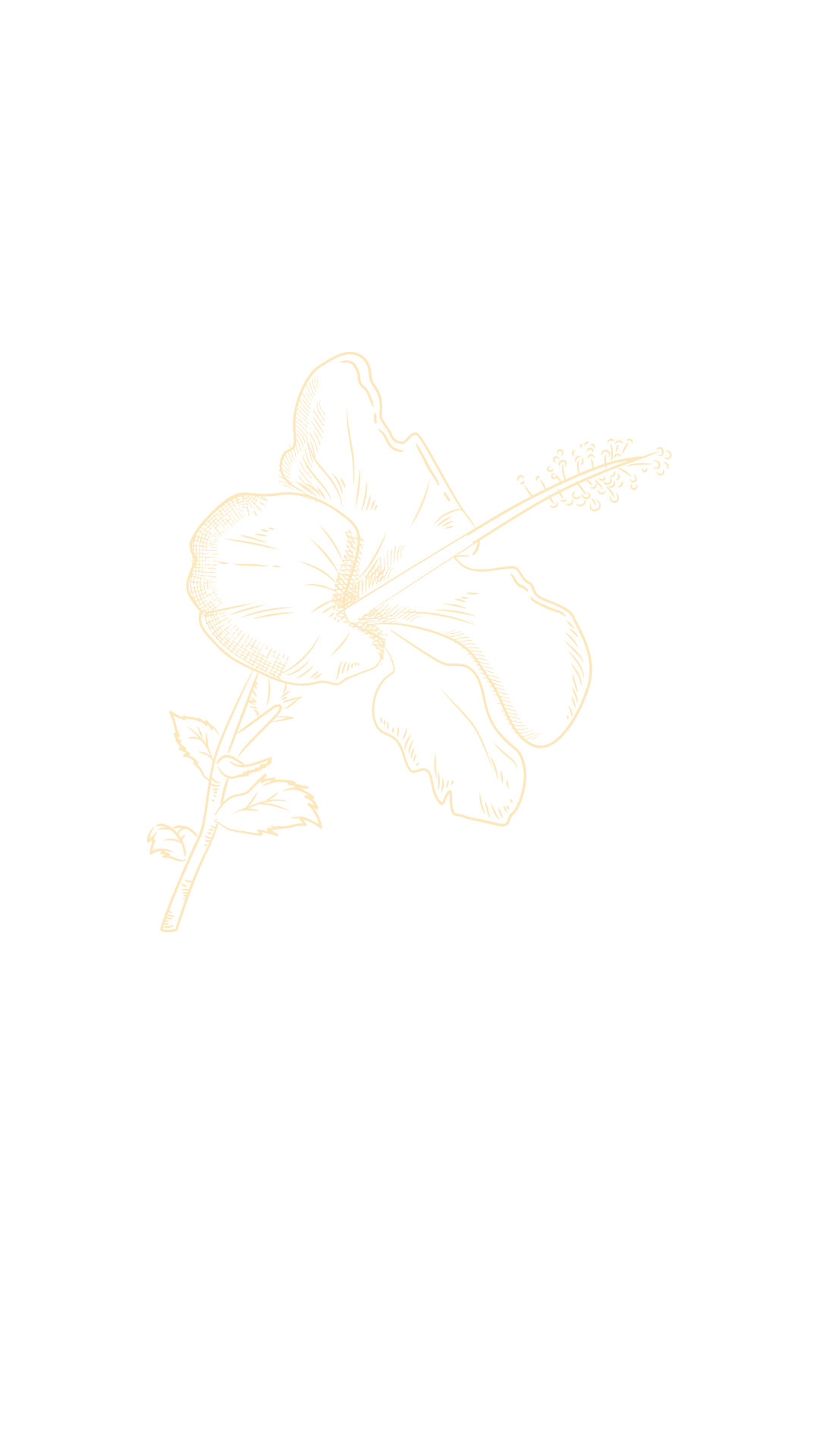 A photo of a gumamela flower